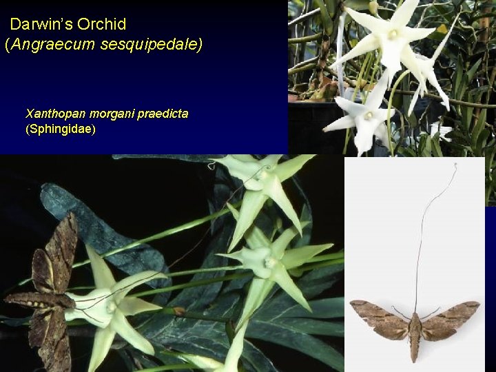 Darwin’s Orchid (Angraecum sesquipedale) Xanthopan morgani praedicta (Sphingidae) 