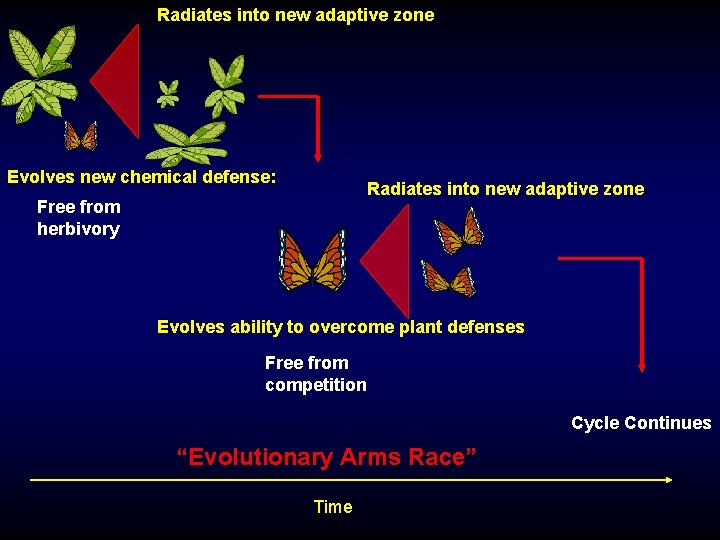 Radiates into new adaptive zone Evolves new chemical defense: Radiates into new adaptive zone