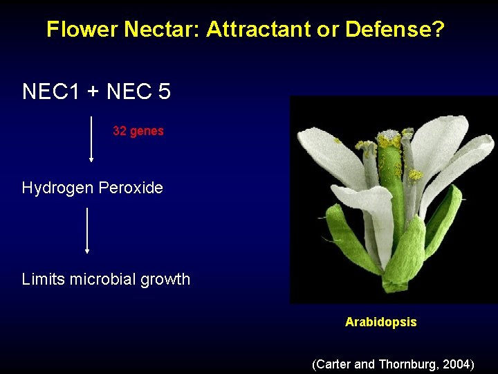 Flower Nectar: Attractant or Defense? NEC 1 + NEC 5 32 genes Hydrogen Peroxide