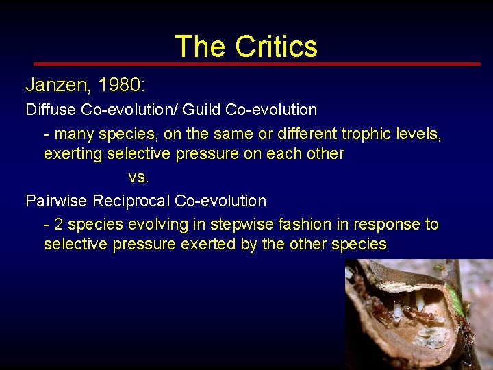 The Critics Janzen, 1980: Diffuse Co-evolution/ Guild Co-evolution - many species, on the same