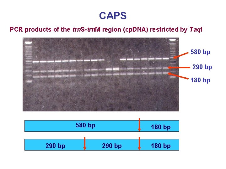 CAPS PCR products of the trn. S-trn. M region (cp. DNA) restricted by Taq.