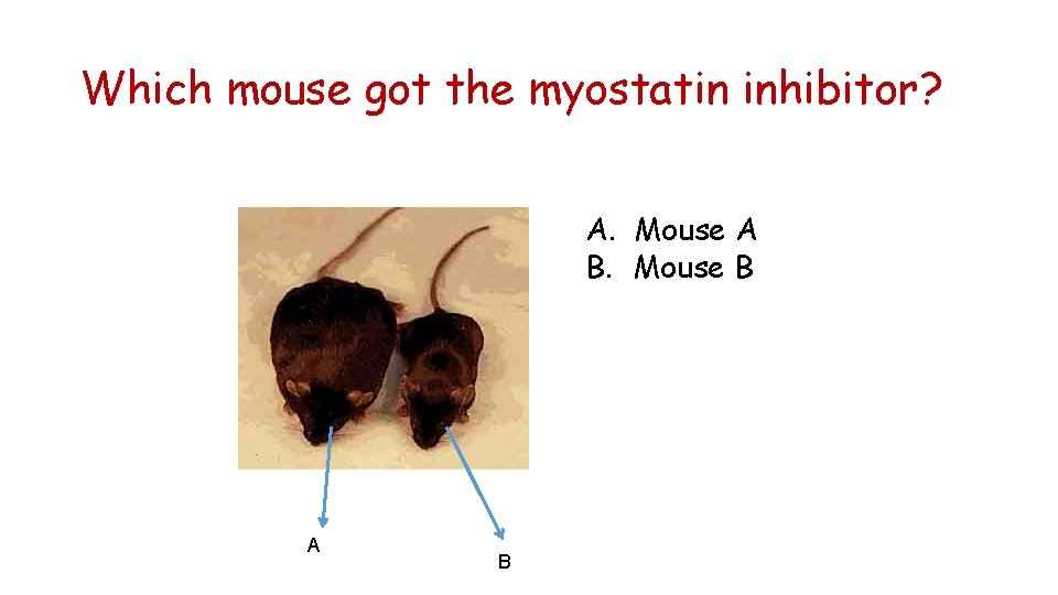 Which mouse got the myostatin inhibitor? A. Mouse A B. Mouse B A B