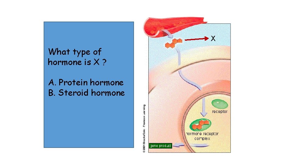 X What type of hormone is X ? A. Protein hormone B. Steroid hormone