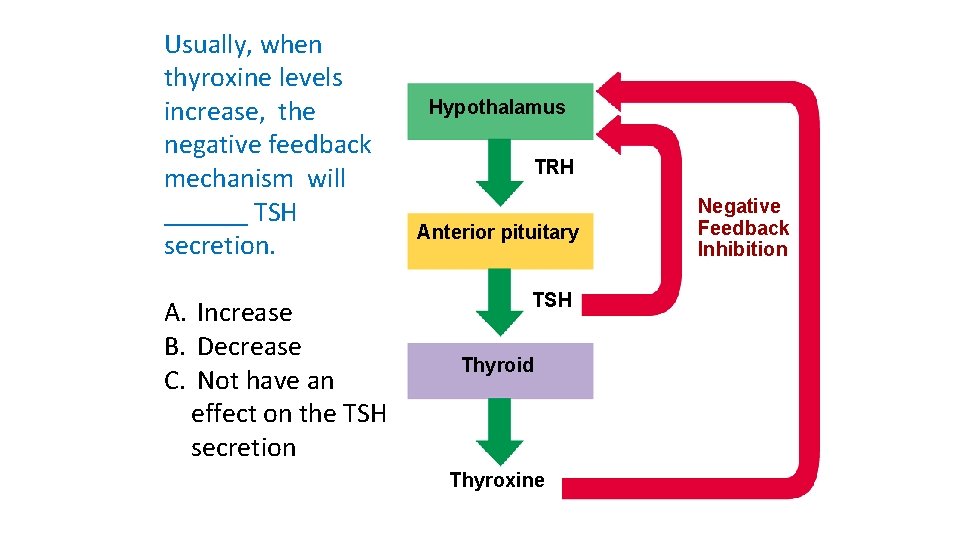Usually, when thyroxine levels increase, the negative feedback mechanism will ______ TSH secretion. A.