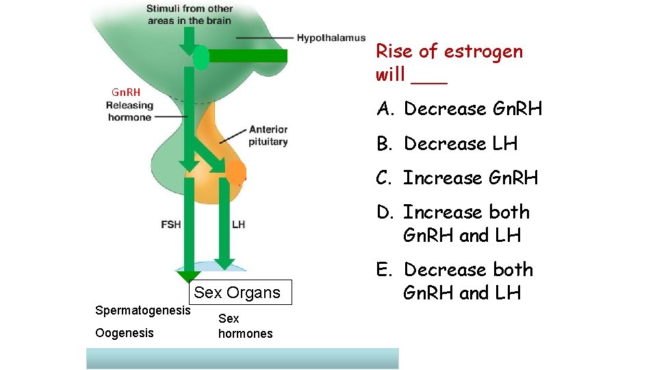 Rise of estrogen will ___ Gn. RH A. Decrease Gn. RH B. Decrease LH