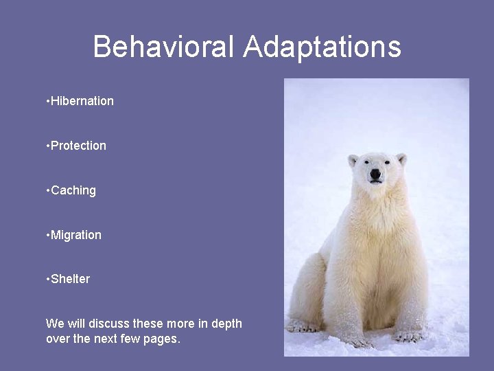 Behavioral Adaptations • Hibernation • Protection • Caching • Migration • Shelter We will