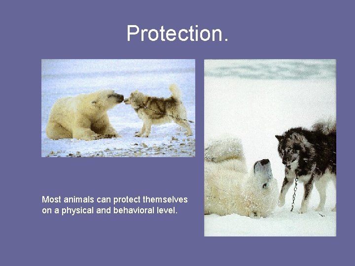 Protection. Most animals can protect themselves on a physical and behavioral level. 