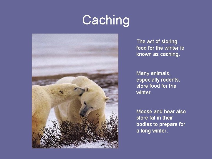 Caching The act of storing food for the winter is known as caching. Many