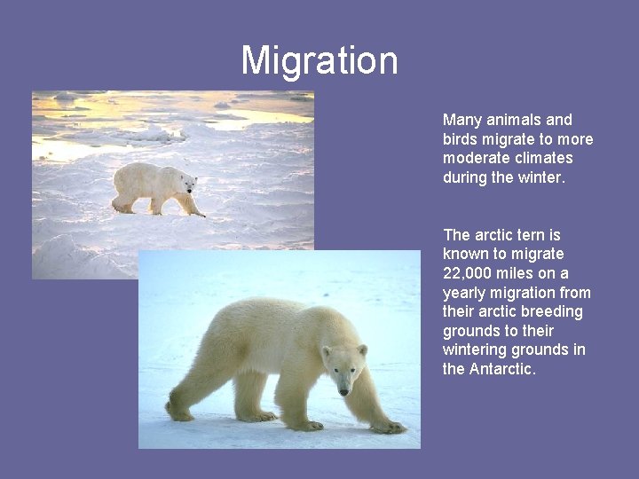 Migration Many animals and birds migrate to more moderate climates during the winter. The