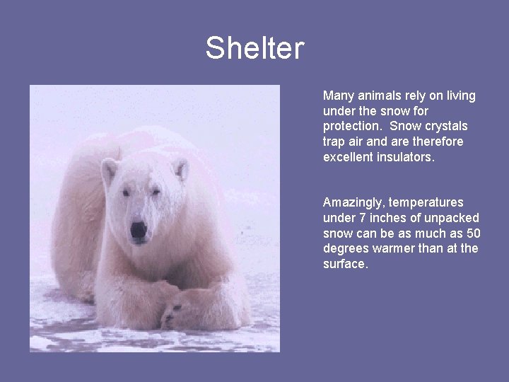 Shelter Many animals rely on living under the snow for protection. Snow crystals trap