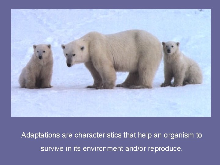 Adaptations are characteristics that help an organism to survive in its environment and/or reproduce.