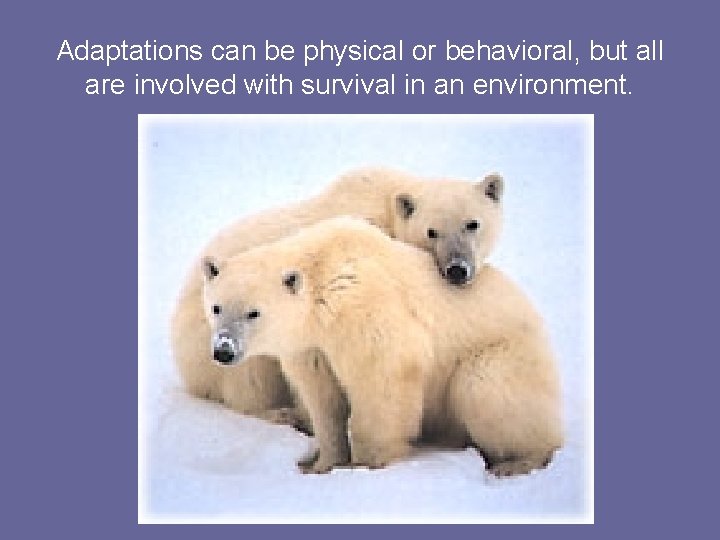 Adaptations can be physical or behavioral, but all are involved with survival in an