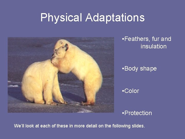 Physical Adaptations • Feathers, fur and insulation • Body shape • Color • Protection