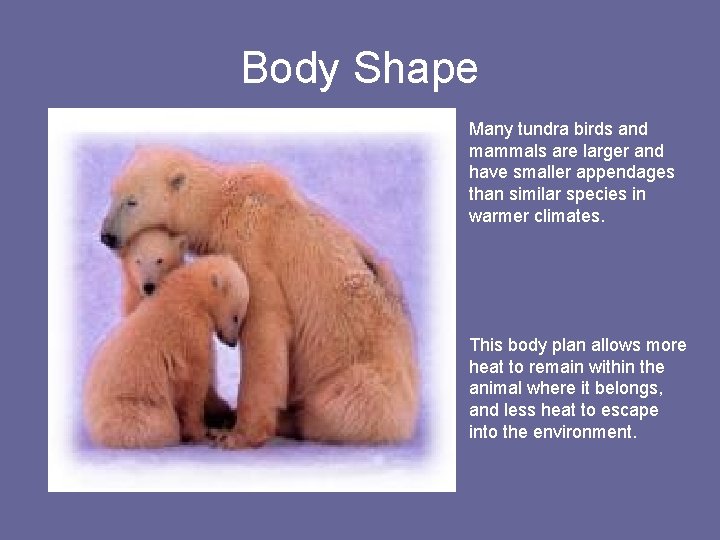 Body Shape Many tundra birds and mammals are larger and have smaller appendages than