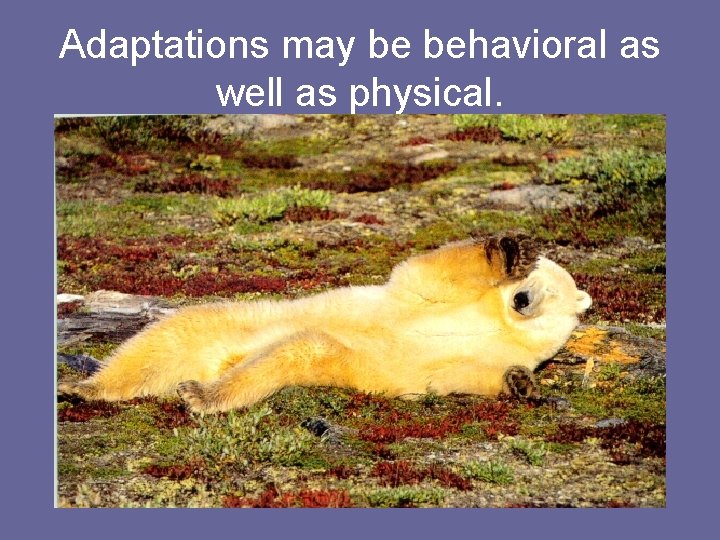 Adaptations may be behavioral as well as physical. 