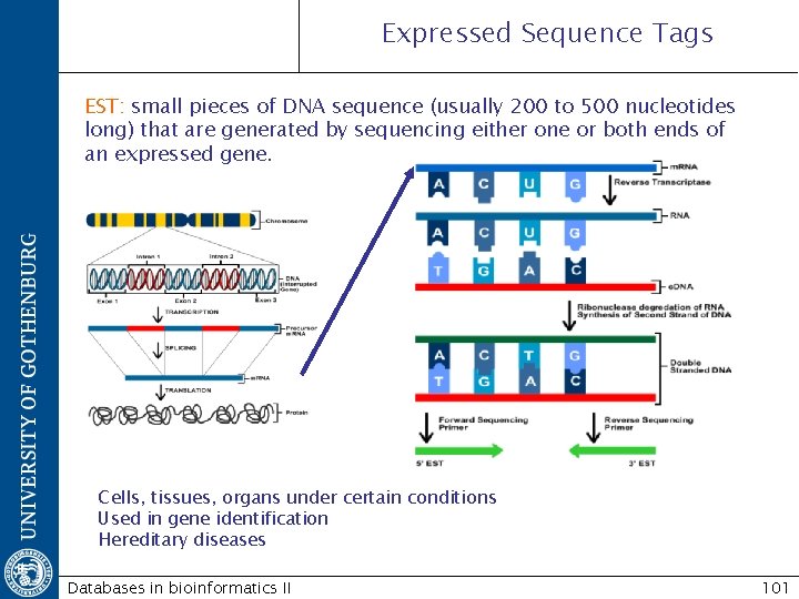 Expressed Sequence Tags EST: small pieces of DNA sequence (usually 200 to 500 nucleotides