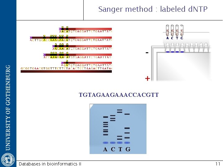 Sanger method : labeled d. NTP TGTAGAAGAAACCACGTT A C T G Databases in bioinformatics