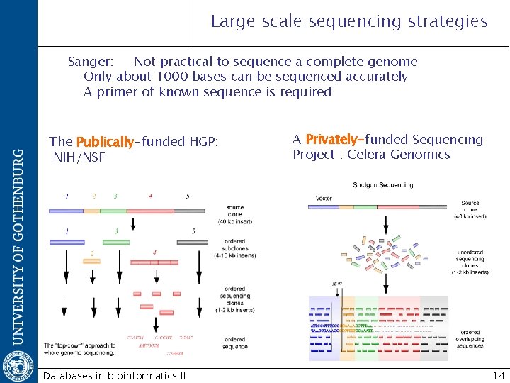 Large scale sequencing strategies Sanger: Not practical to sequence a complete genome Only about