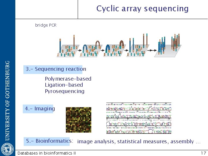 Cyclic array sequencing bridge PCR 3. - Sequencing reaction Polymerase-based Ligation-based Pyrosequencing 4. -