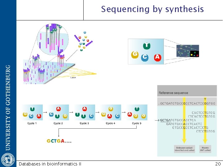 Sequencing by synthesis Databases in bioinformatics II 20 