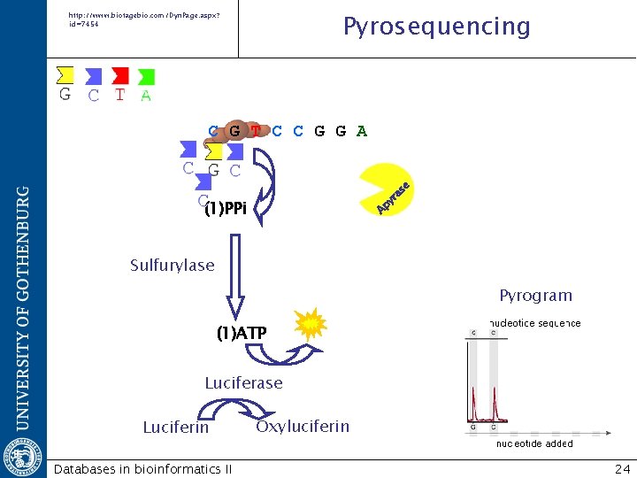 Pyrosequencing http: //www. biotagebio. com/Dyn. Page. aspx? id=7454 as e C G T C