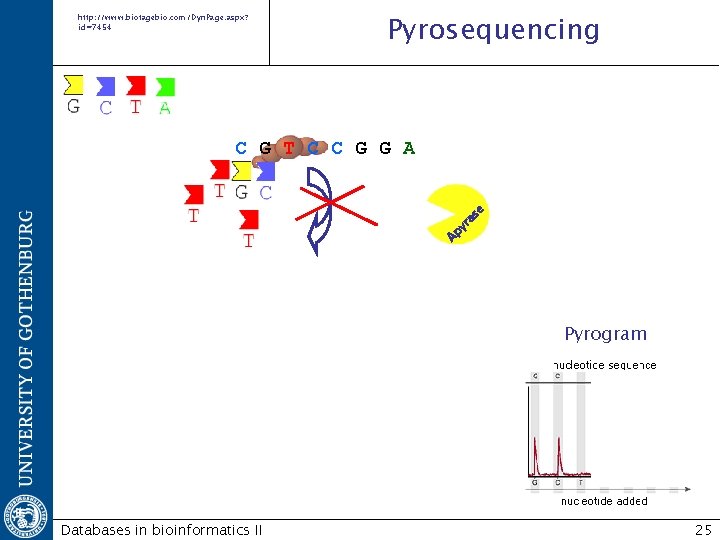 http: //www. biotagebio. com/Dyn. Page. aspx? id=7454 Pyrosequencing Ap yr as e C G