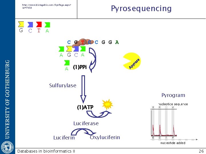 Pyrosequencing http: //www. biotagebio. com/Dyn. Page. aspx? id=7454 as e C G T C