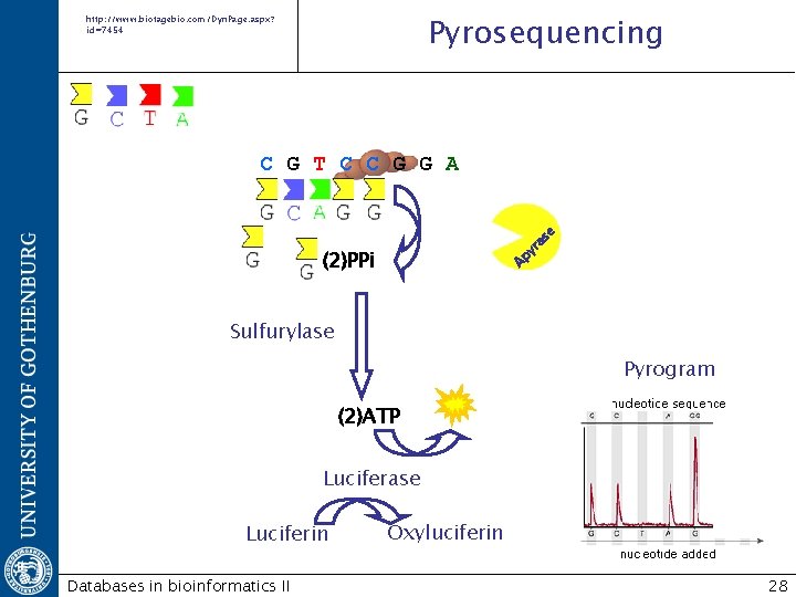 Pyrosequencing http: //www. biotagebio. com/Dyn. Page. aspx? id=7454 as e C G T C