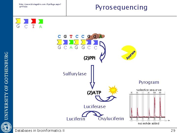 Pyrosequencing http: //www. biotagebio. com/Dyn. Page. aspx? id=7454 as e C G T C