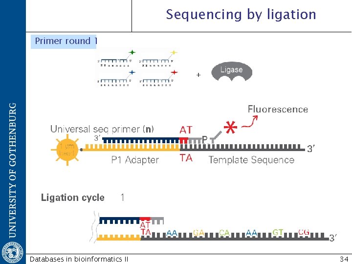 Sequencing by ligation Primer round 1 Databases in bioinformatics II 34 