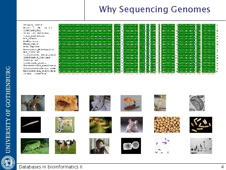 Why Sequencing Genomes Databases in bioinformatics II 4 