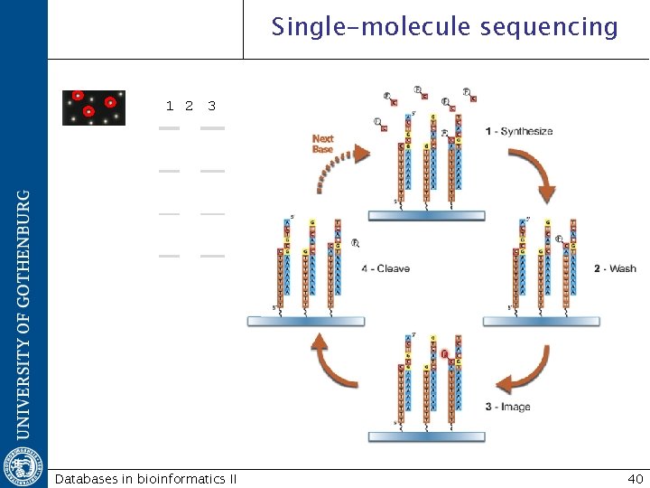 Single-molecule sequencing 1 2 3 A A C C G G T T A