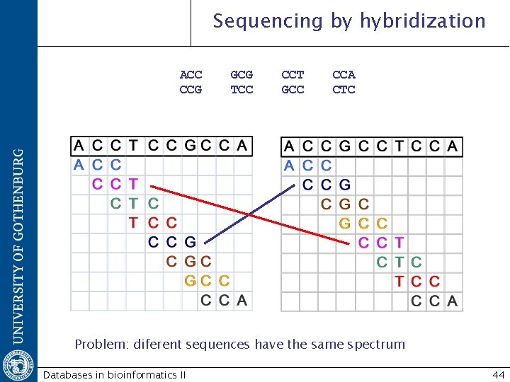 Sequencing by hybridization ACC CCG GCG TCC CCT GCC CCA CTC Problem: diferent sequences