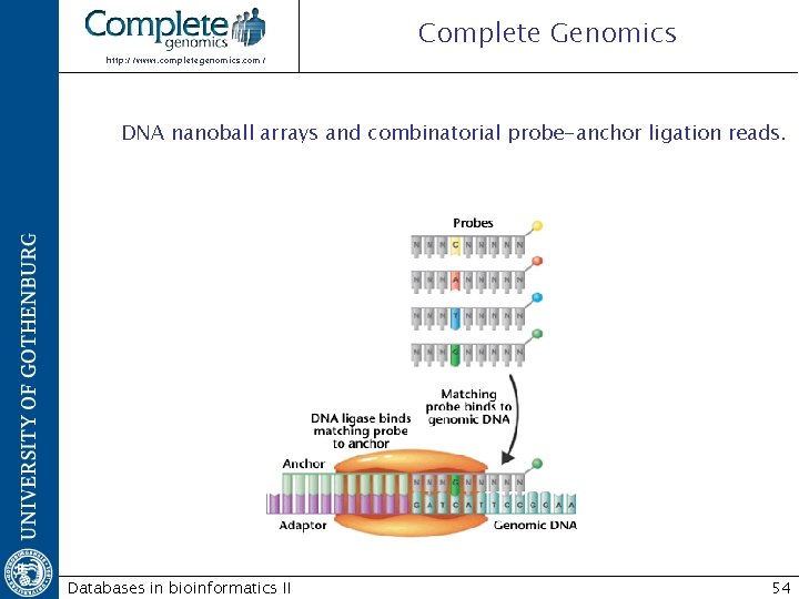 Complete Genomics http: //www. completegenomics. com/ DNA nanoball arrays and combinatorial probe-anchor ligation reads.