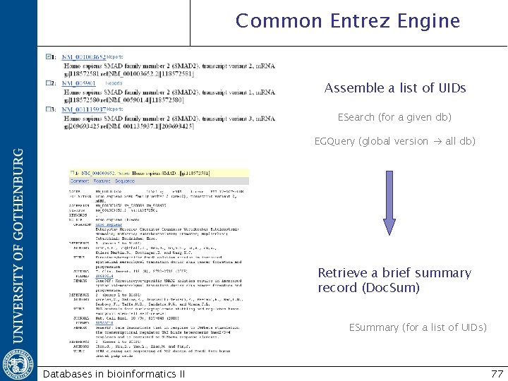 Common Entrez Engine Assemble a list of UIDs ESearch (for a given db) EGQuery