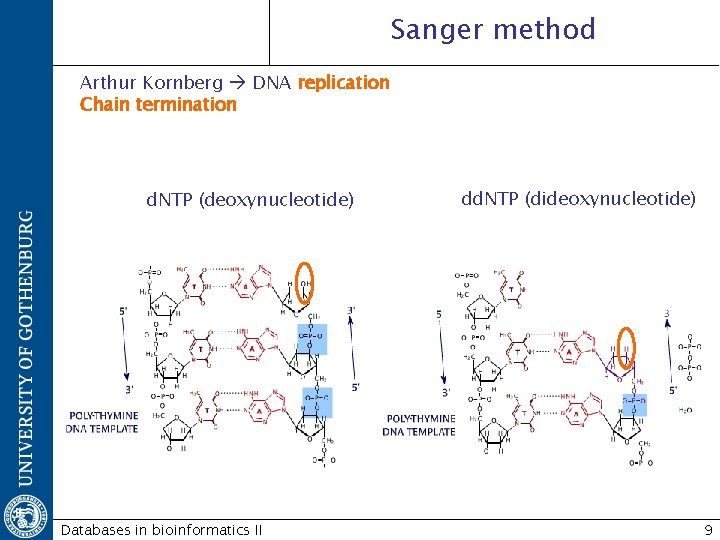 Sanger method Arthur Kornberg DNA replication Chain termination d. NTP (deoxynucleotide) Databases in bioinformatics