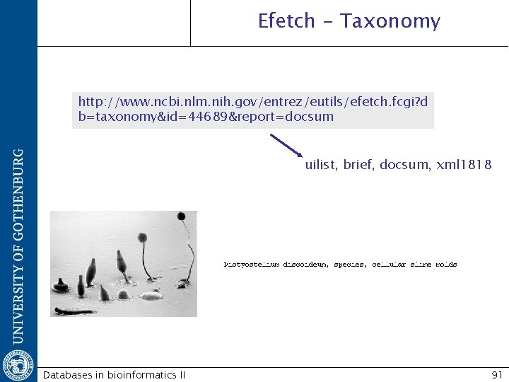 Efetch - Taxonomy http: //www. ncbi. nlm. nih. gov/entrez/eutils/efetch. fcgi? d b=taxonomy&id=44689&report=docsum uilist, brief,