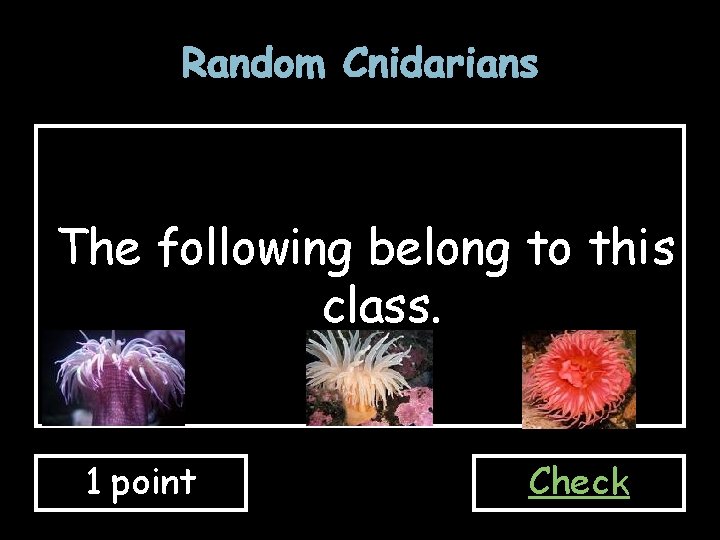 Random Cnidarians The following belong to this class. 1 point Check 