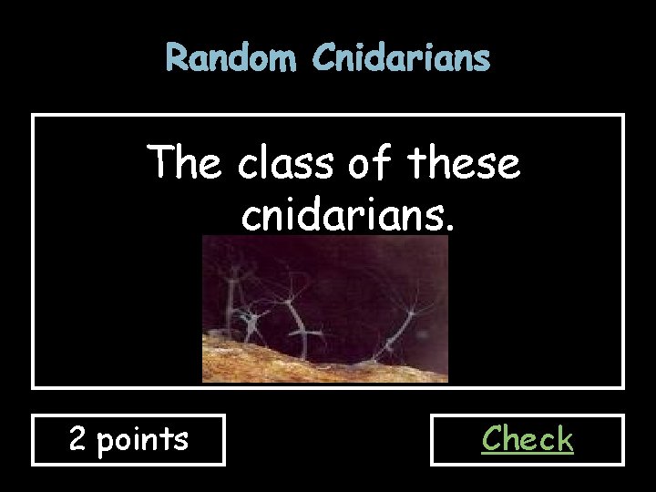 Random Cnidarians The class of these cnidarians. 2 points Check 