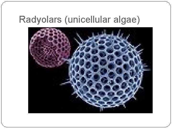 Radyolars (unicellular algae) 