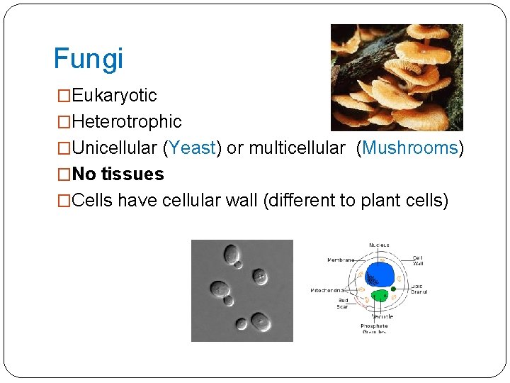 Fungi �Eukaryotic �Heterotrophic �Unicellular (Yeast) or multicellular (Mushrooms) �No tissues �Cells have cellular wall