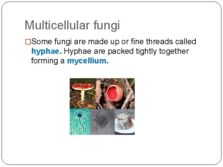 Multicellular fungi �Some fungi are made up or fine threads called hyphae. Hyphae are