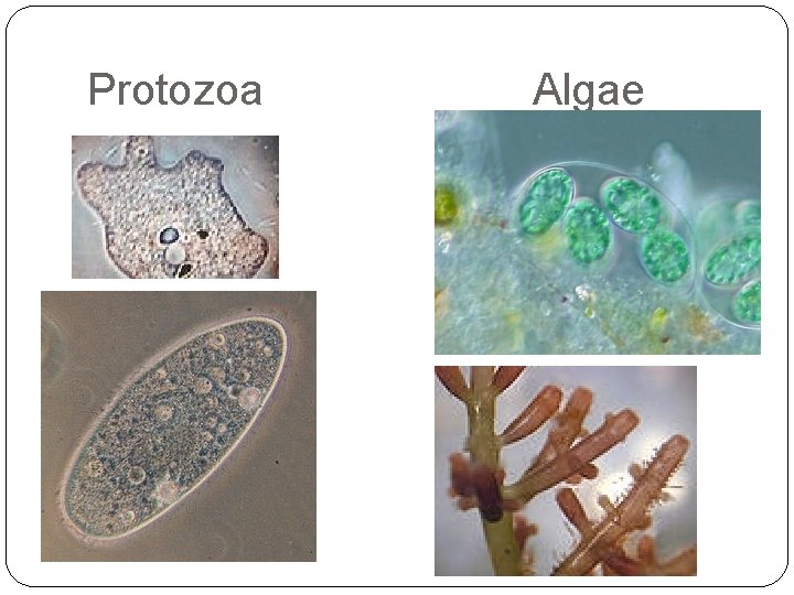 Protozoa Algae 