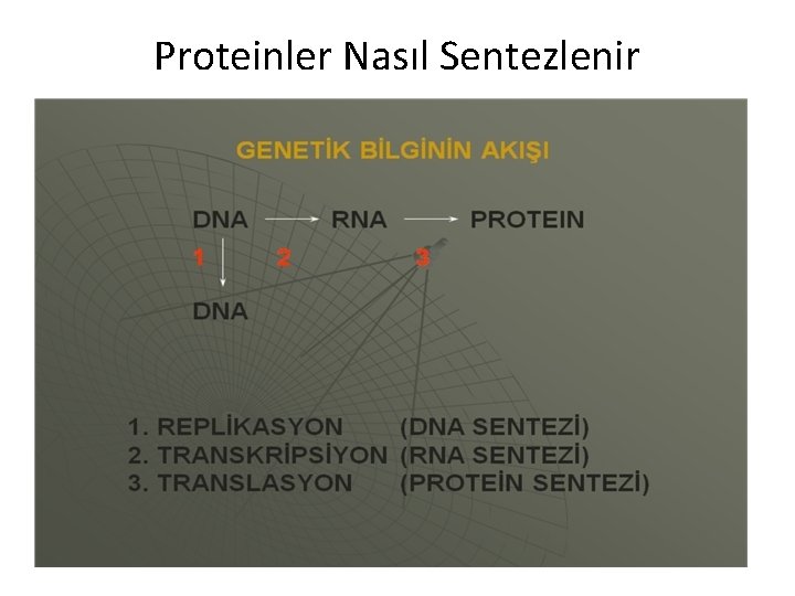 Proteinler Nasıl Sentezlenir 