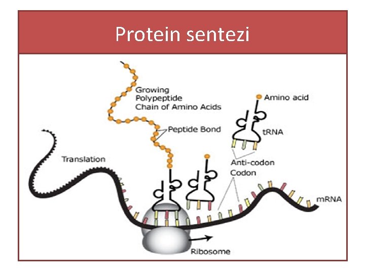 Protein sentezi 