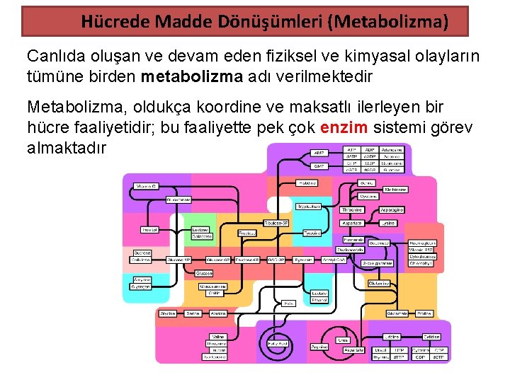 Hücrede Madde Dönüşümleri (Metabolizma) Canlıda oluşan ve devam eden fiziksel ve kimyasal olayların tümüne