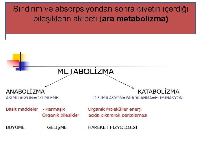 Sindirim ve absorpsiyondan sonra diyetin içerdiği bileşiklerin akıbeti (ara metabolizma) 