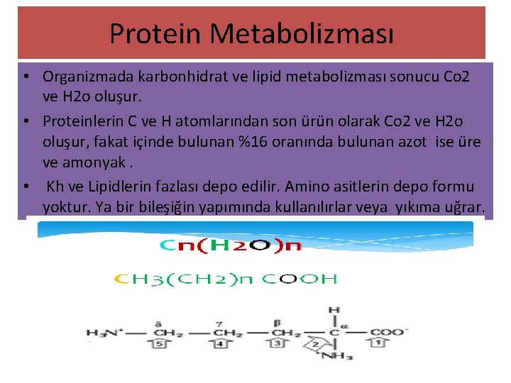 Protein Metabolizması • Organizmada karbonhidrat ve lipid metabolizması sonucu Co 2 ve H 2