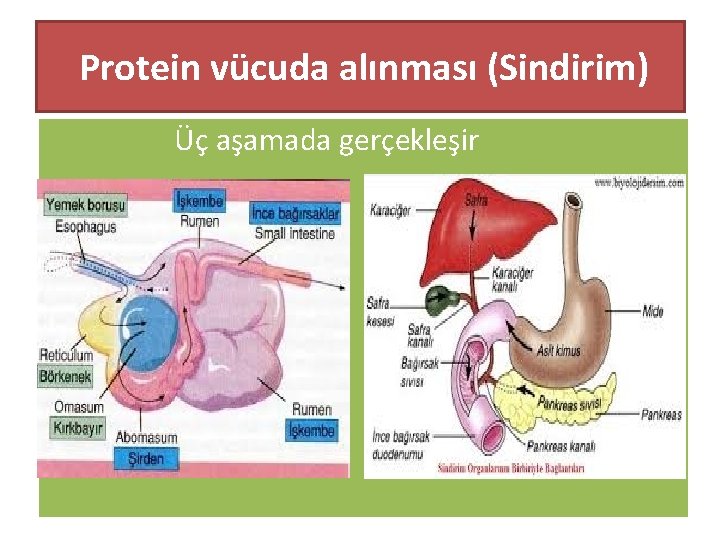 Protein vücuda alınması (Sindirim) Üç aşamada gerçekleşir 