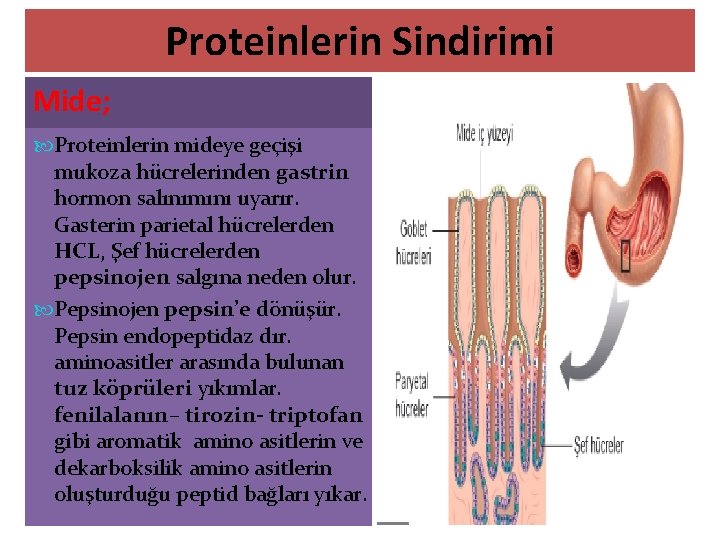 Proteinlerin Sindirimi Mide; Proteinlerin mideye geçişi mukoza hücrelerinden gastrin hormon salınımını uyarır. Gasterin parietal